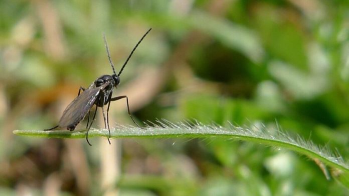 How to get rid of fungus gnats?